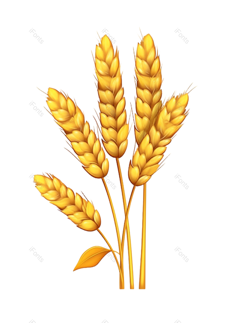 叶子图片,装饰元素,芒种PNG,麦子免抠素材